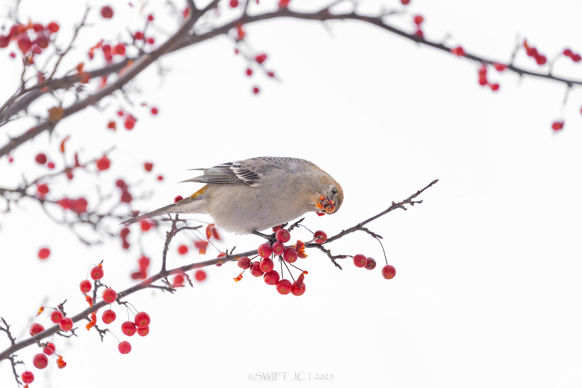 ギンザンマシコ - ML646098683