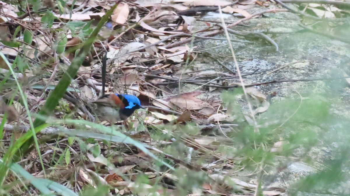 Variegated Fairywren - ML646098684