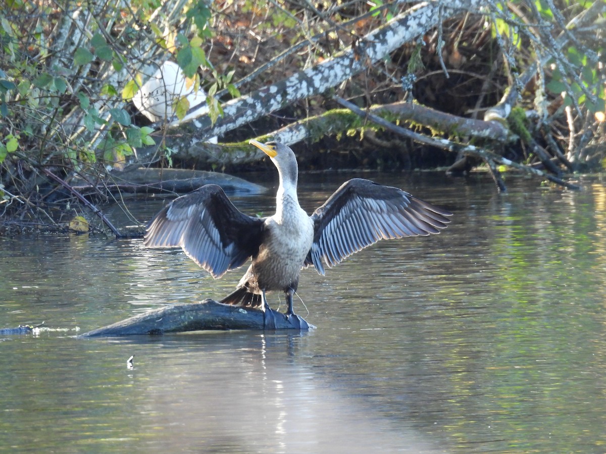 Double-crested Cormorant - ML646098685