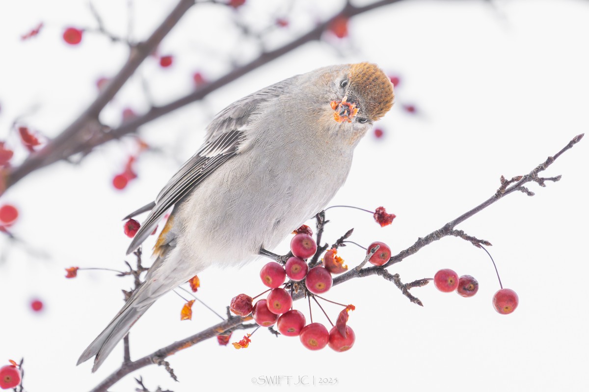 ギンザンマシコ - ML646098686