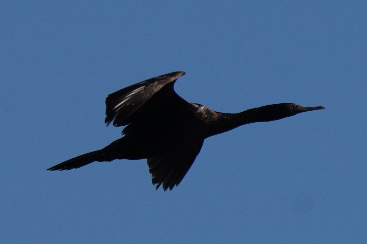 Pelagic Cormorant - ML646098688