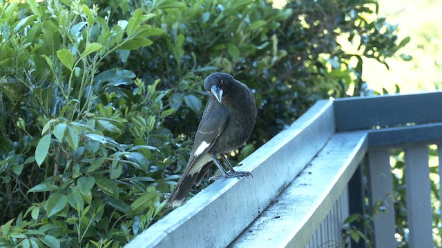 Pied Currawong - ML646098689