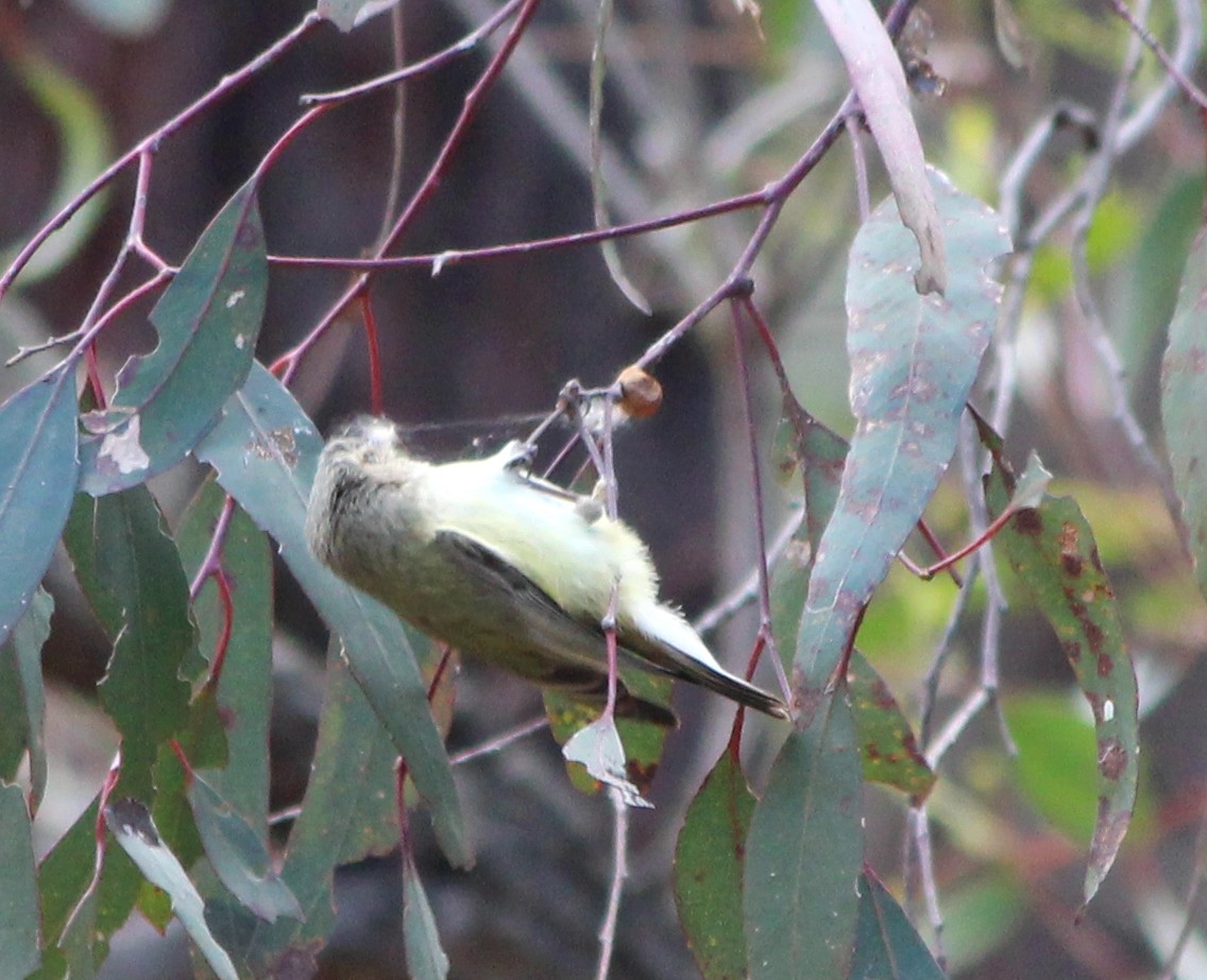 Weebill - ML646098690