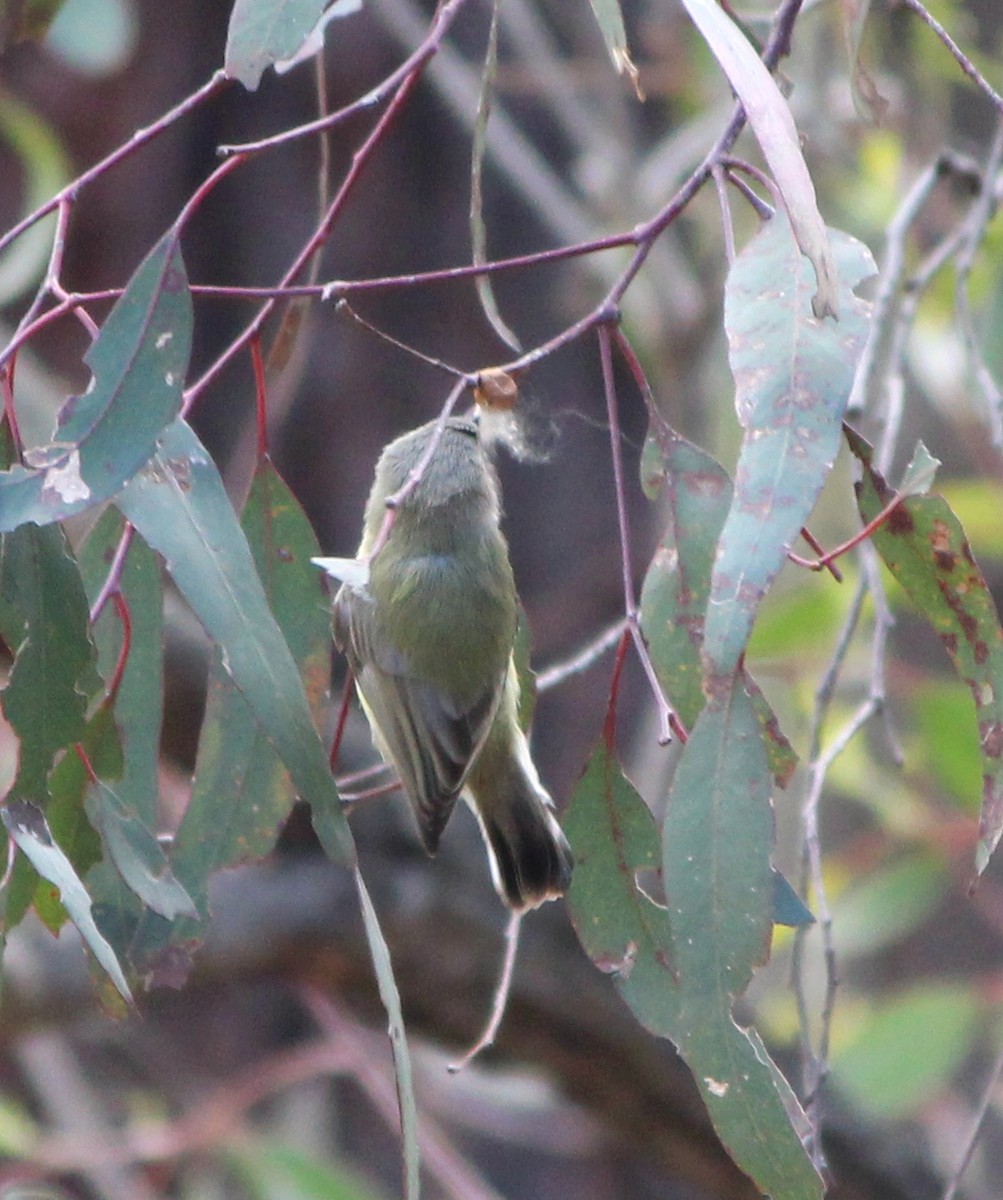 Weebill - ML646098691