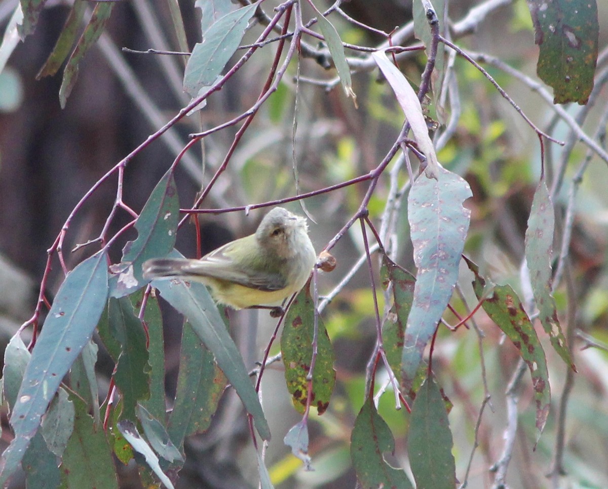 Weebill - ML646098692