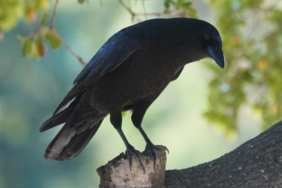 American Crow - ML646098693