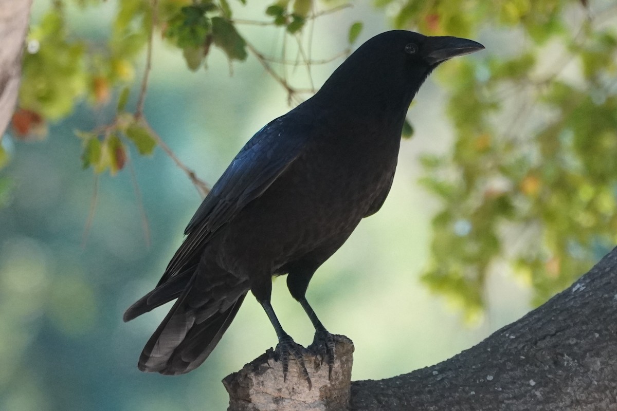 American Crow - ML646098698