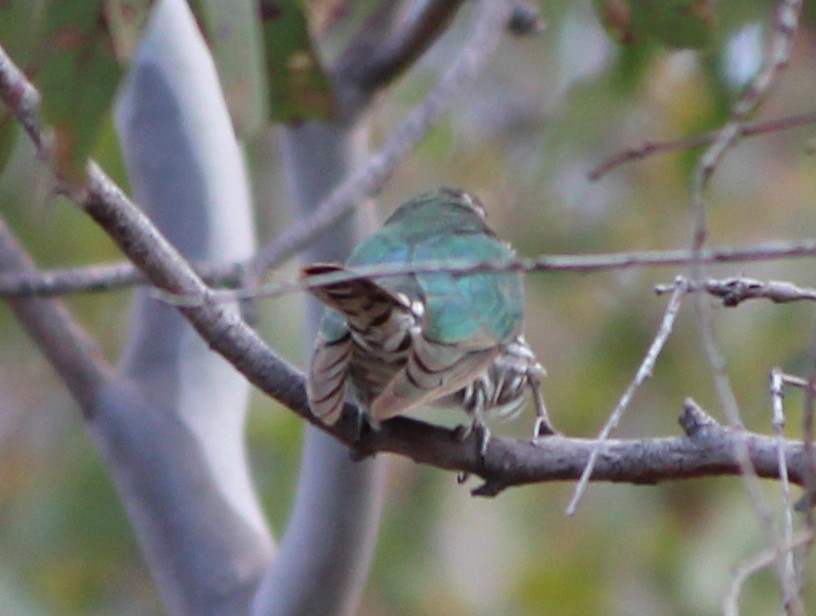 Shining Bronze-Cuckoo - ML646098699