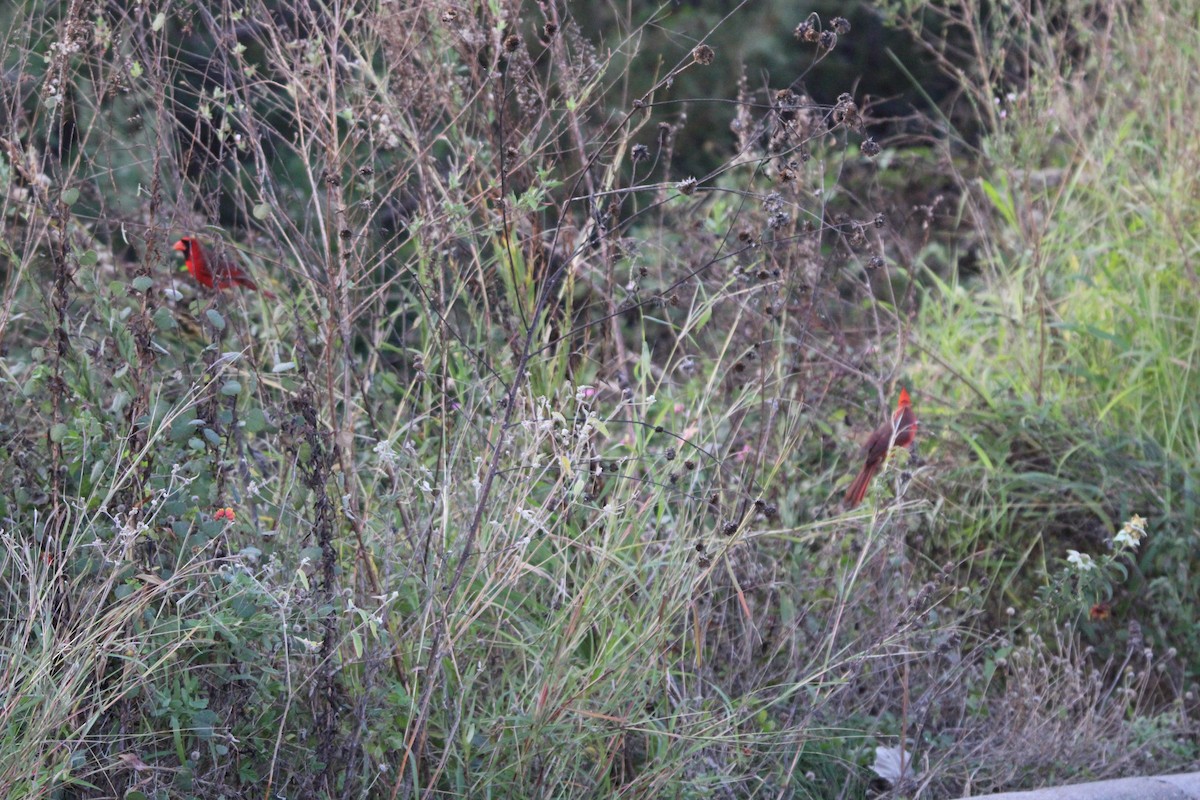 Cardinal rouge - ML646098700