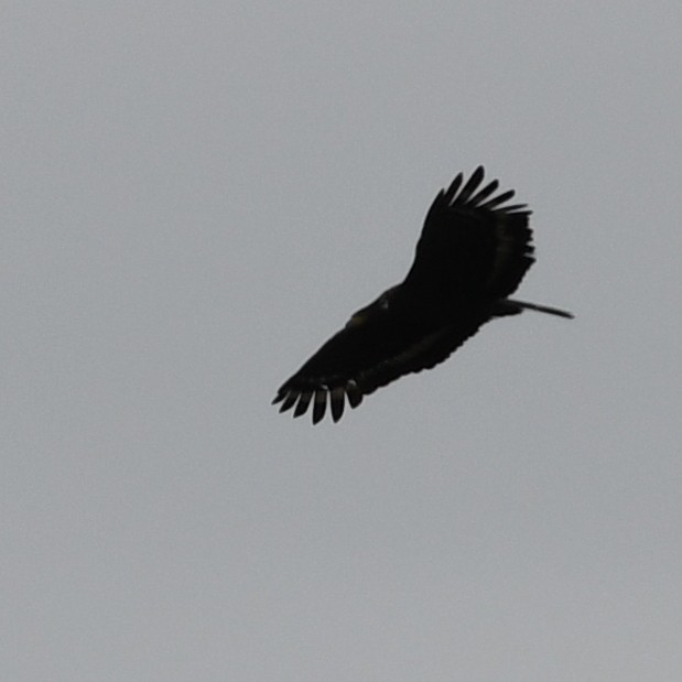 Culebrera Chiíla - ML646098714