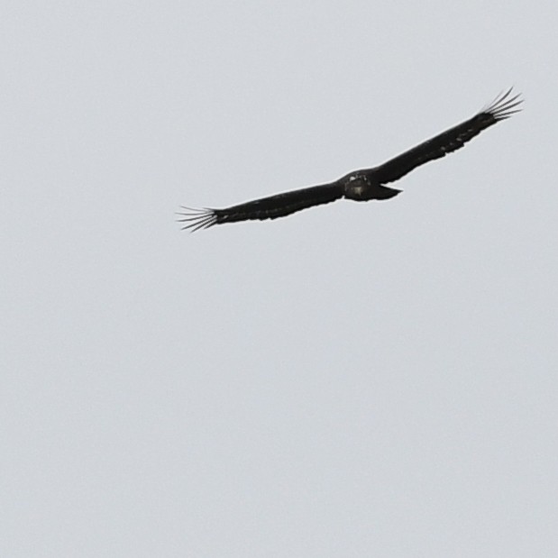 Culebrera Chiíla - ML646098716