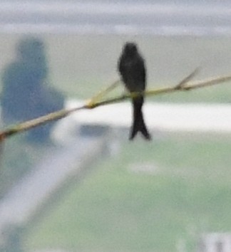 Black Drongo - ML646098717