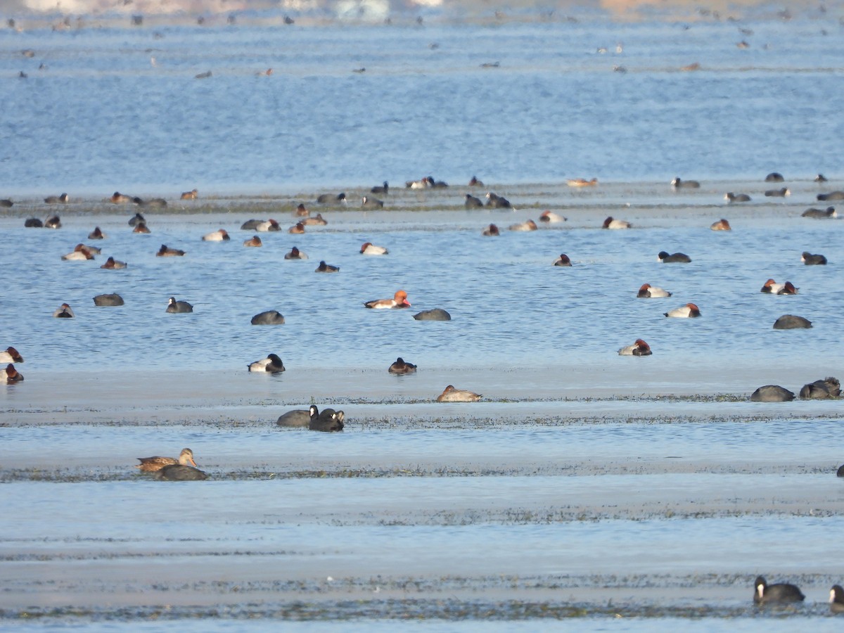 Kolbenente - ML646098720