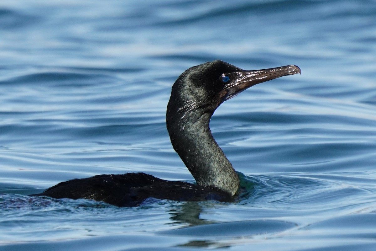 Brandt's Cormorant - ML646098721
