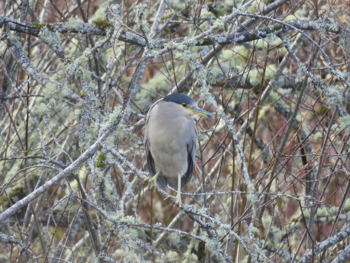 Black-crowned Night Heron - ML646098724