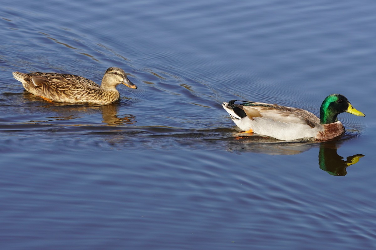 Germano reale - ML646098733