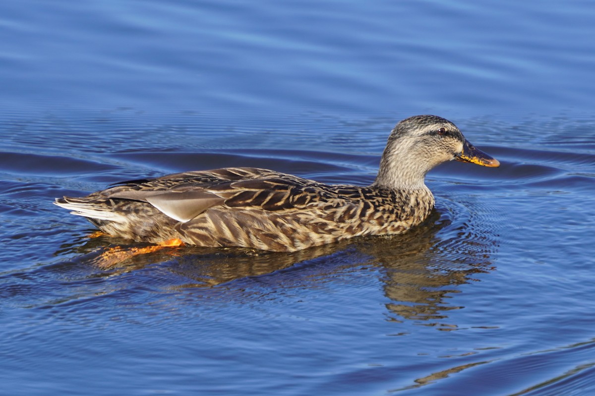 Germano reale - ML646098735