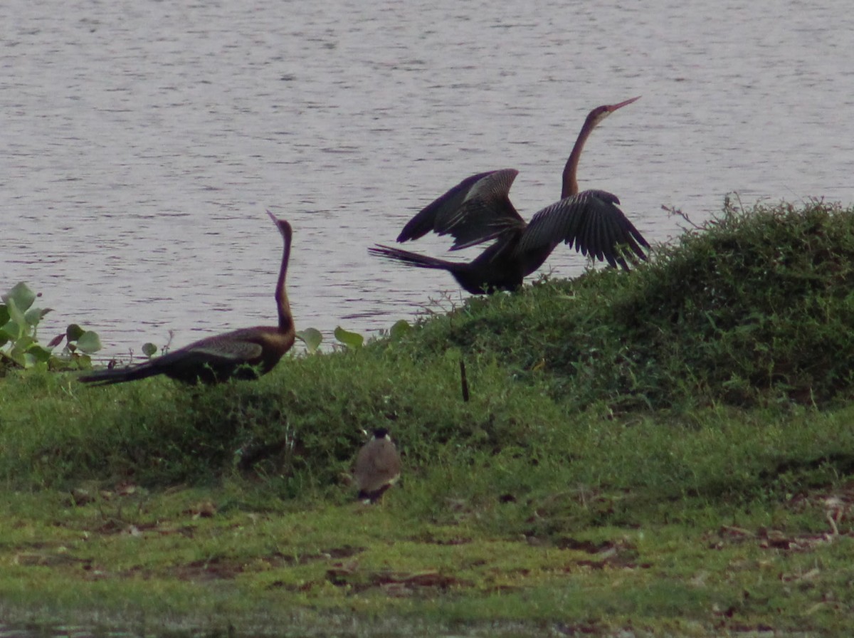 Oriental Darter - ML646098736
