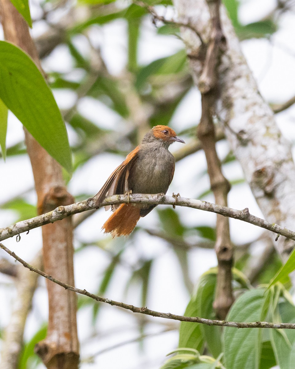 Red-faced Spinetail - ML646098737