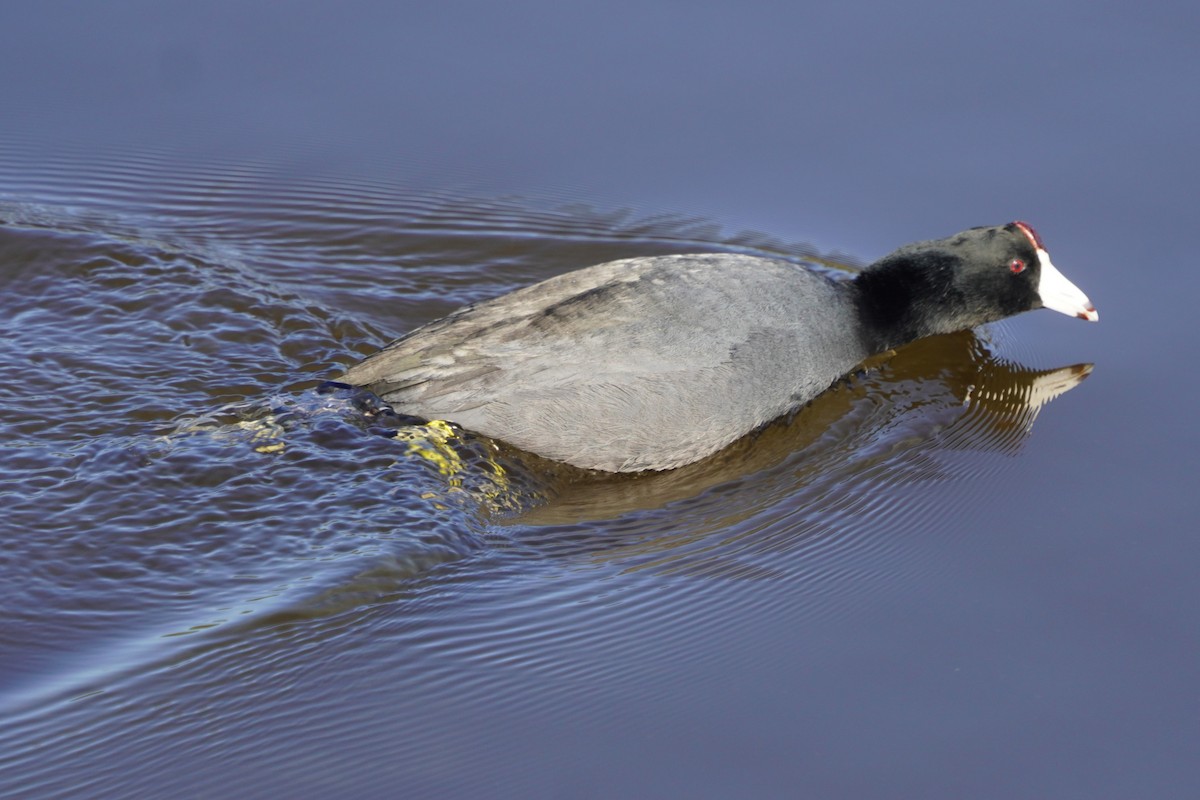 אגמית אמריקנית - ML646098750