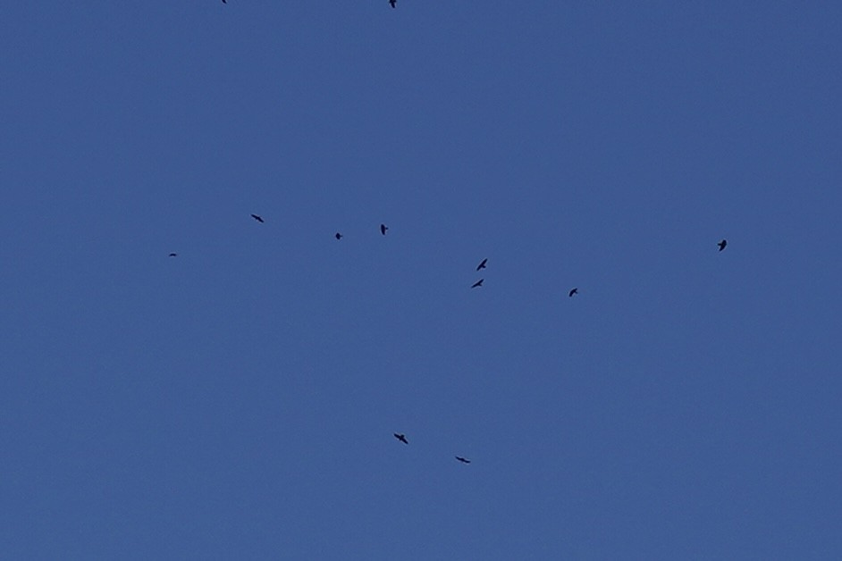 Common Raven - ML646098752