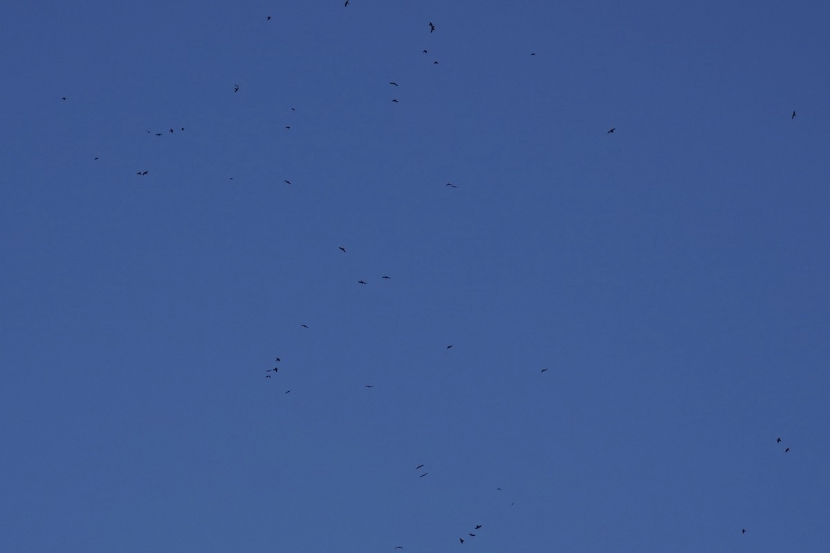 Common Raven - ML646098753