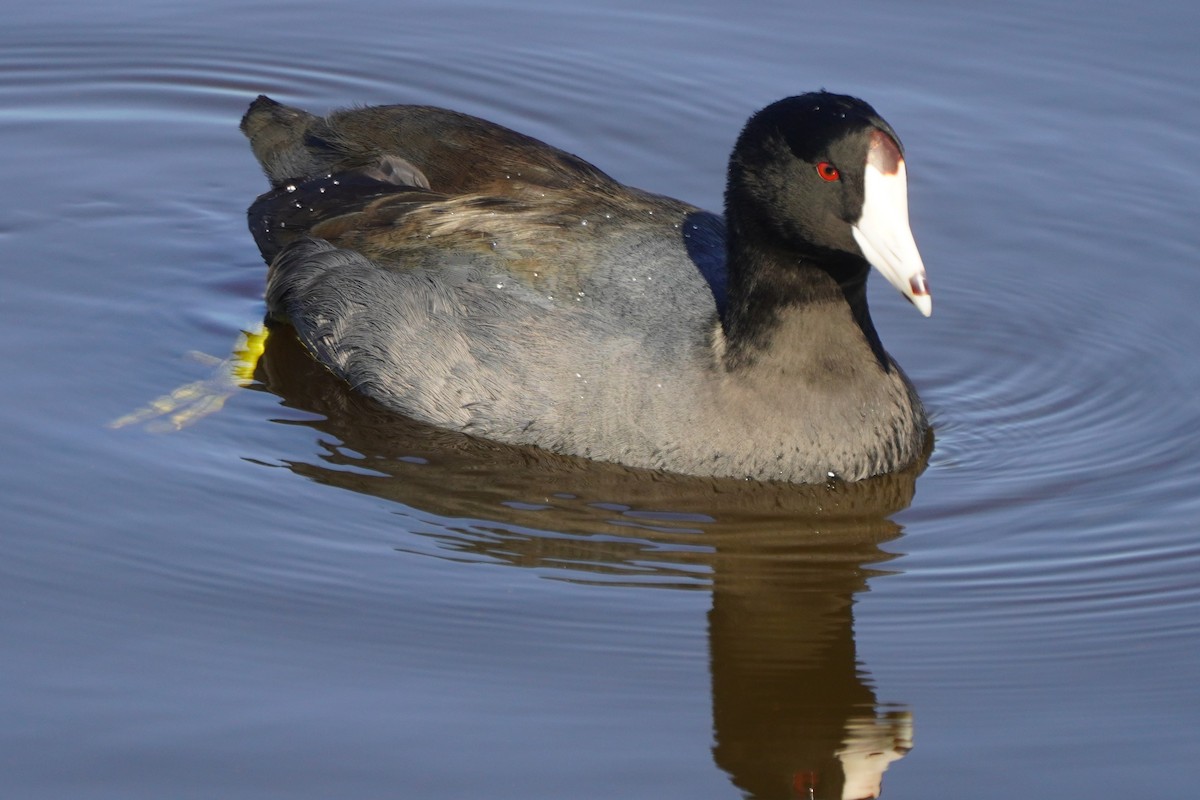 American Coot - ML646098754