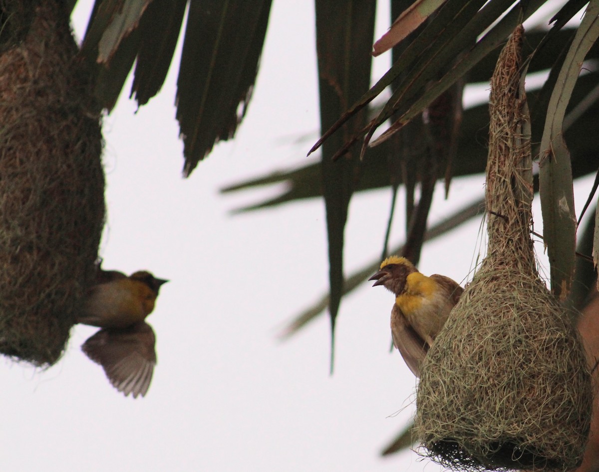 Baya Weaver - ML646098756