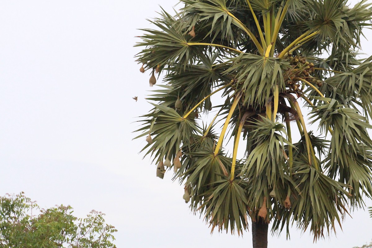 Baya Weaver - ML646098757