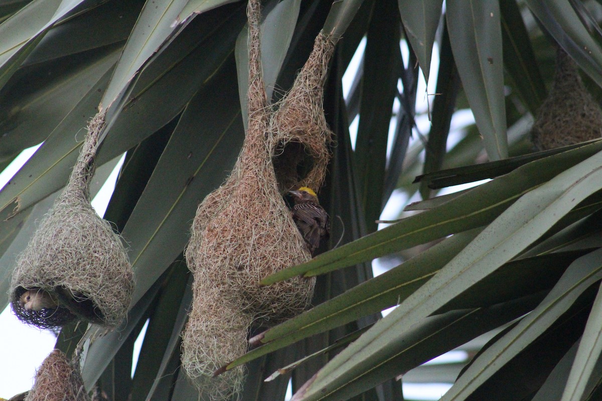 Baya Weaver - ML646098758