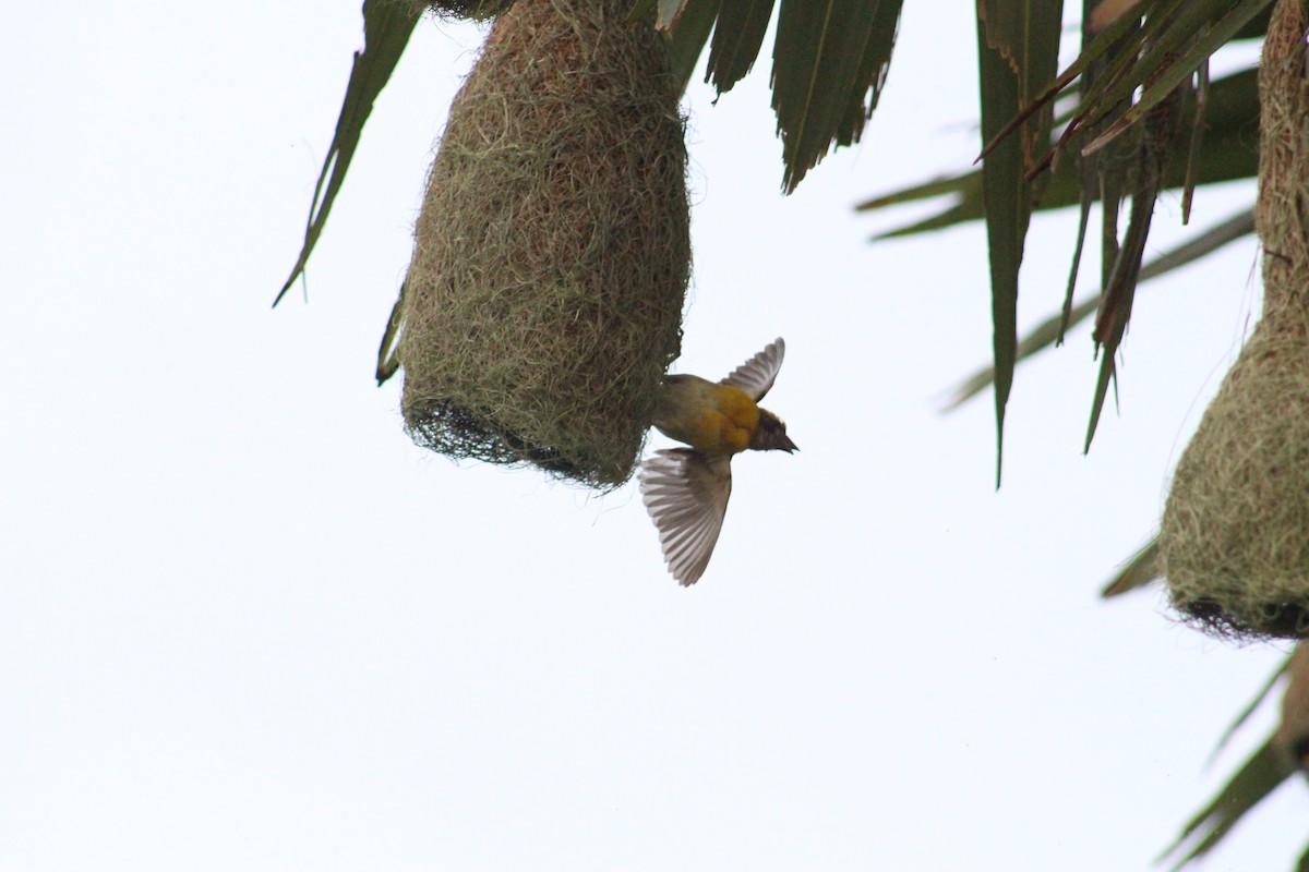 Baya Weaver - ML646098759