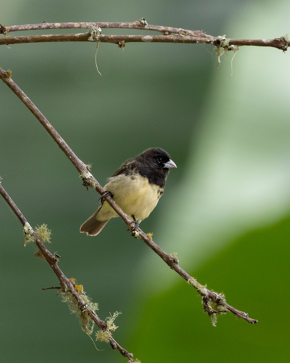 Yellow-bellied Seedeater - ML646098760