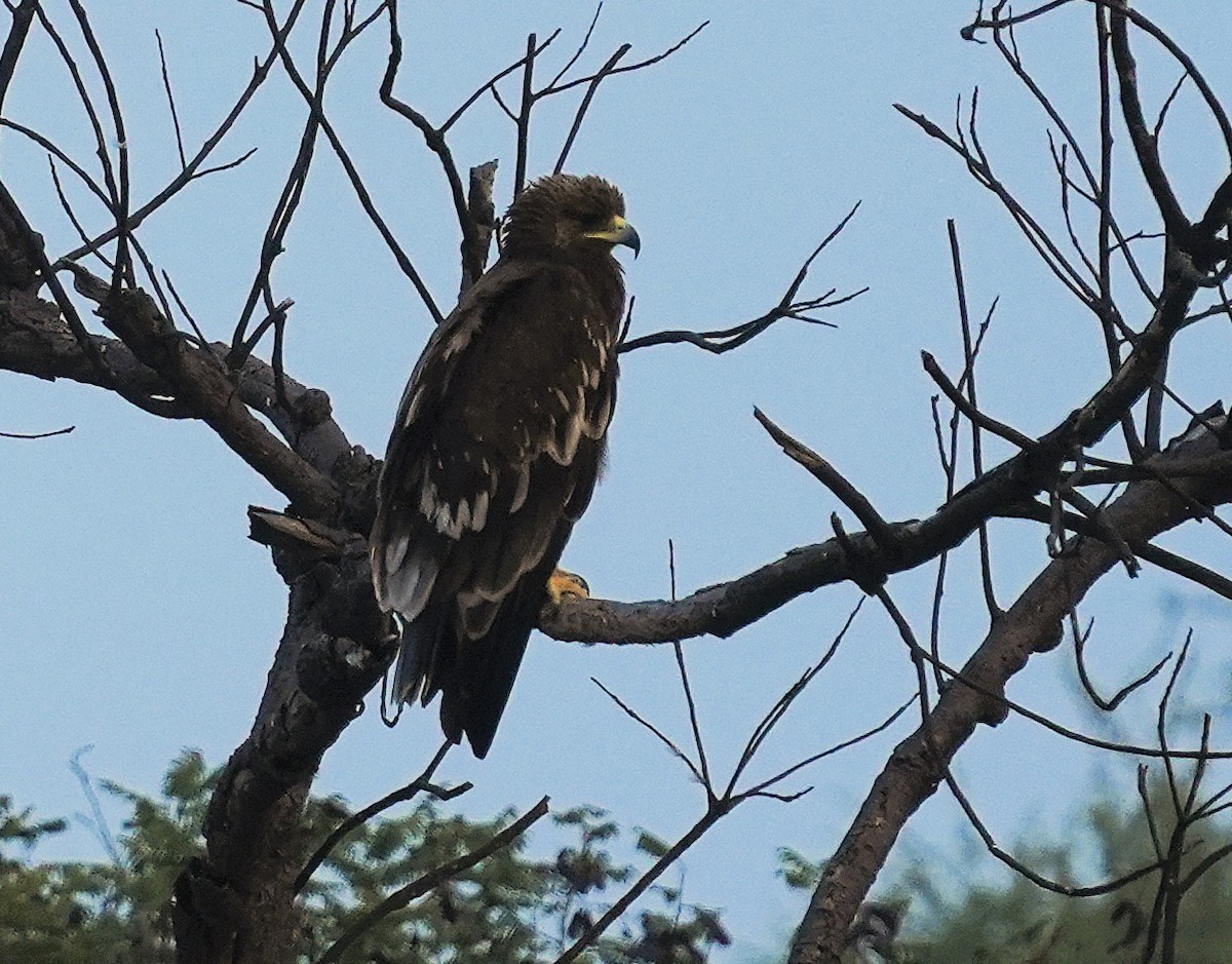 Greater Spotted Eagle - ML646098761