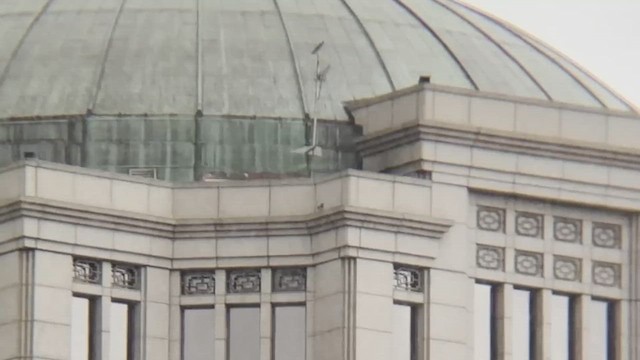 Peregrine Falcon (Australian) - ML646098762