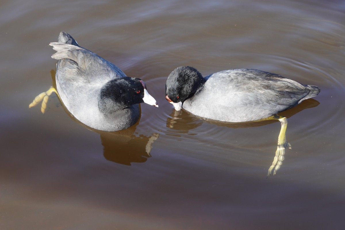 American Coot - ML646098763
