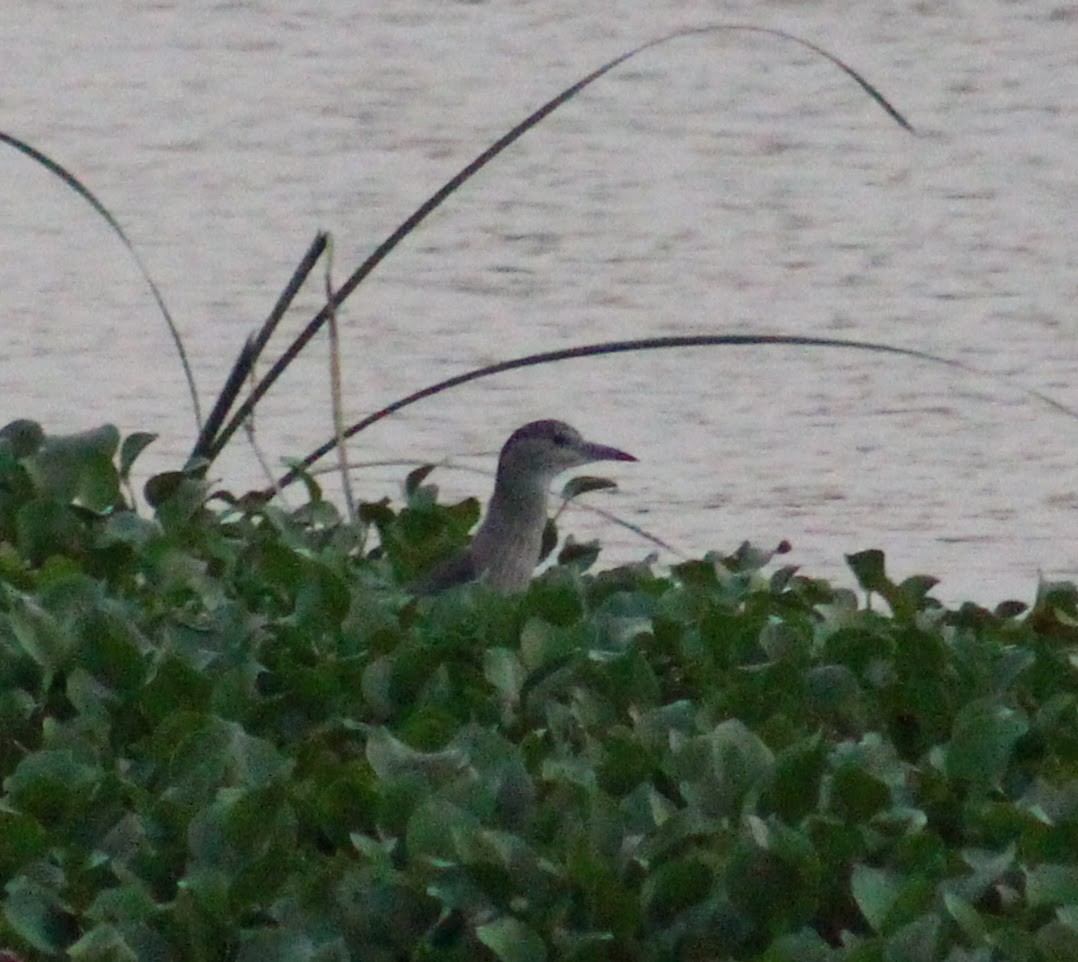 Black-crowned Night Heron - ML646098764