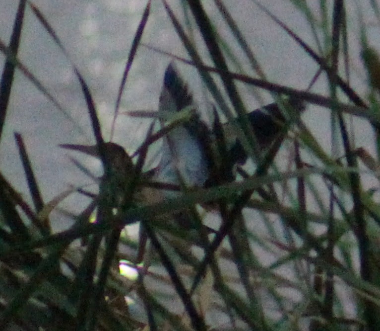 Yellow Bittern - ML646098765