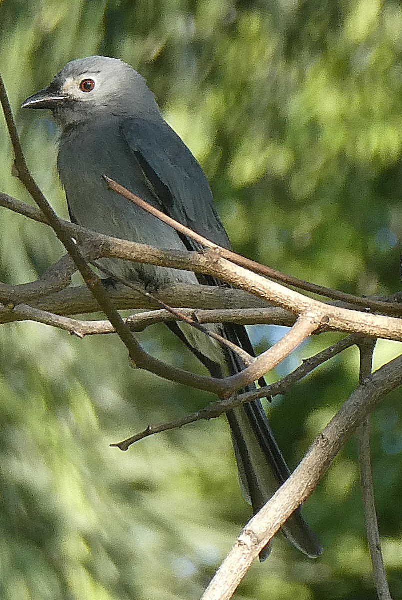 Ashy Drongo (White-cheeked) - ML646098766