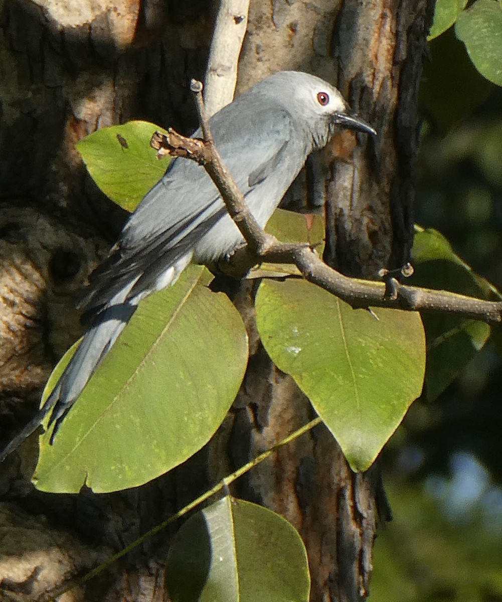 Ashy Drongo (White-cheeked) - ML646098767