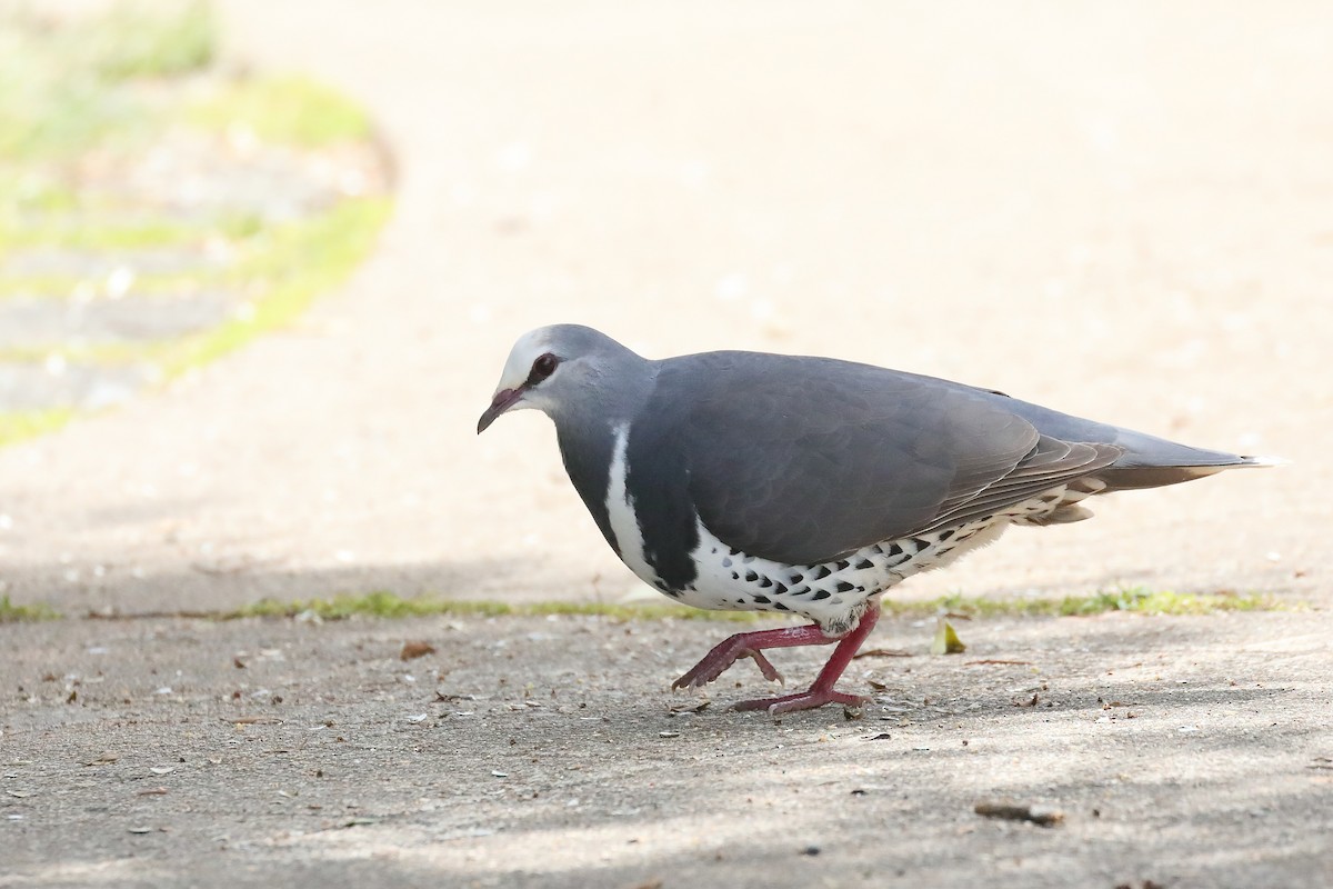 Wonga Pigeon - ML646098768