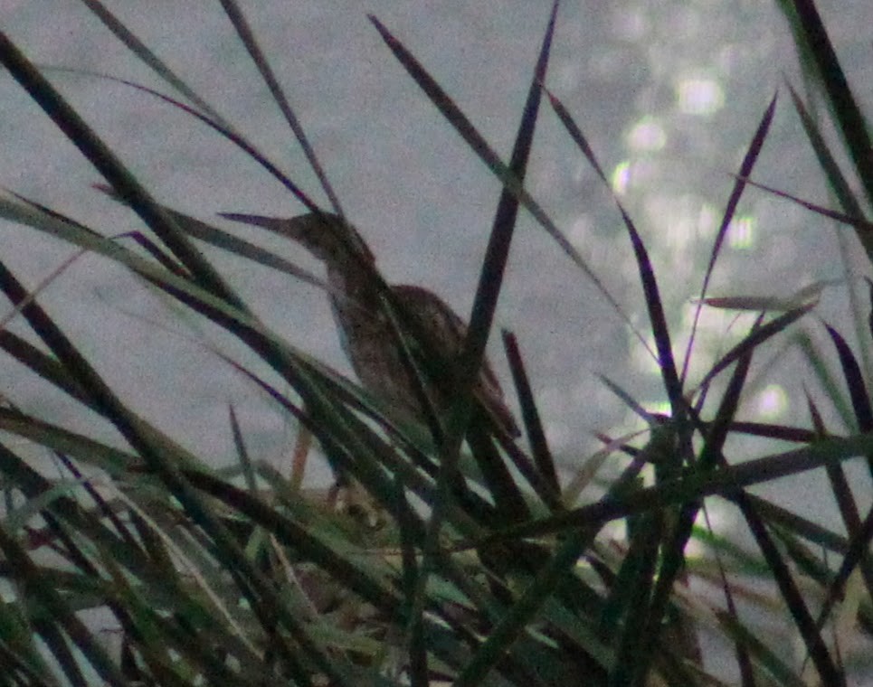 Yellow Bittern - ML646098769
