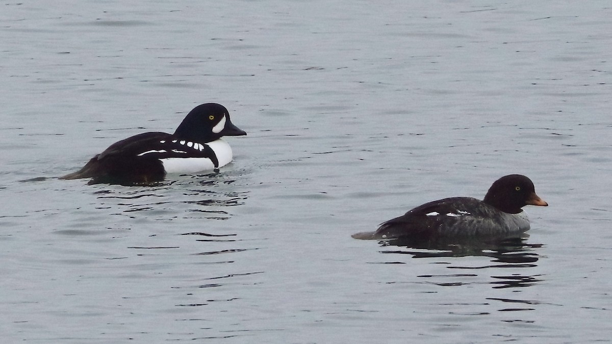 Barrow's Goldeneye - ML646098771