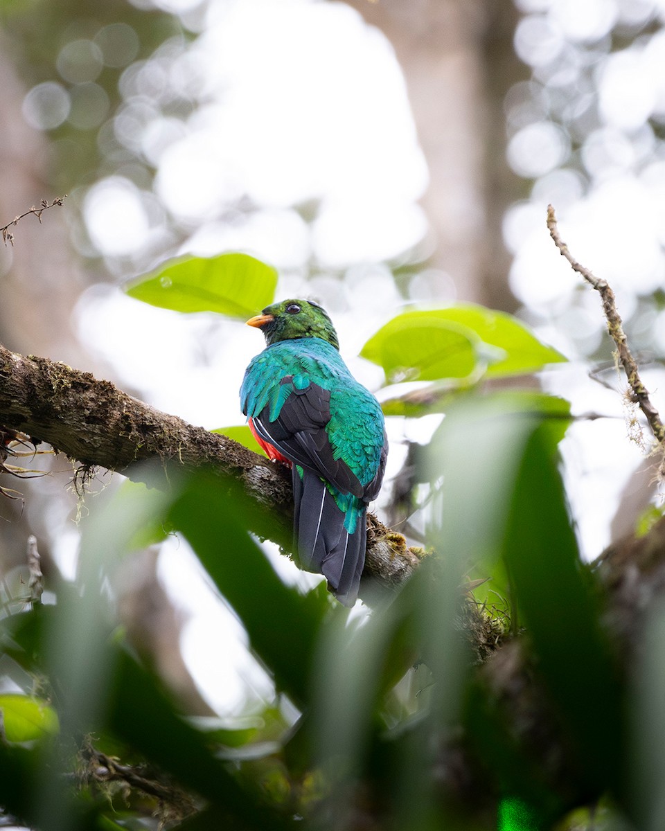 Golden-headed Quetzal - ML646098772