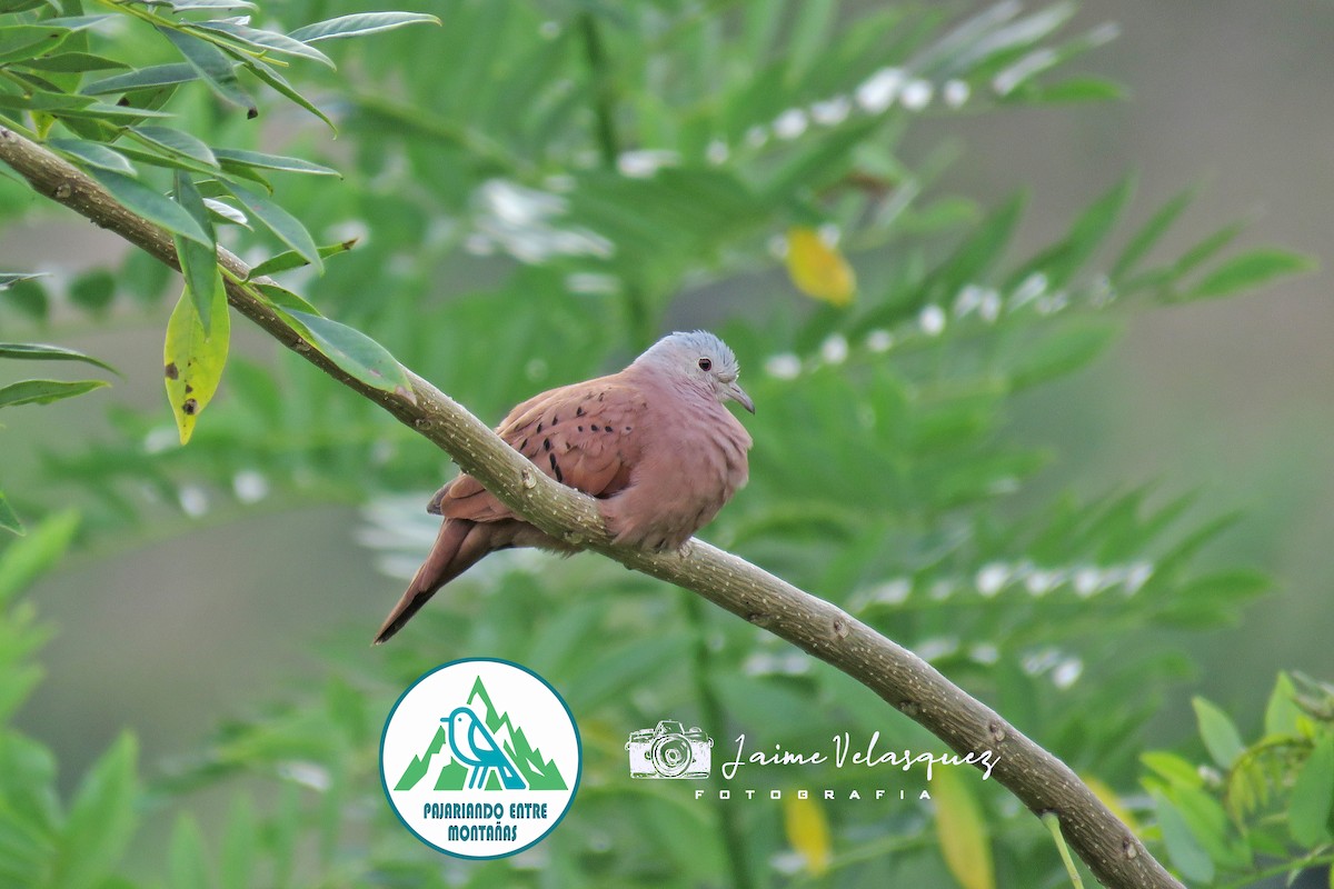 Ruddy Ground Dove - ML646098773
