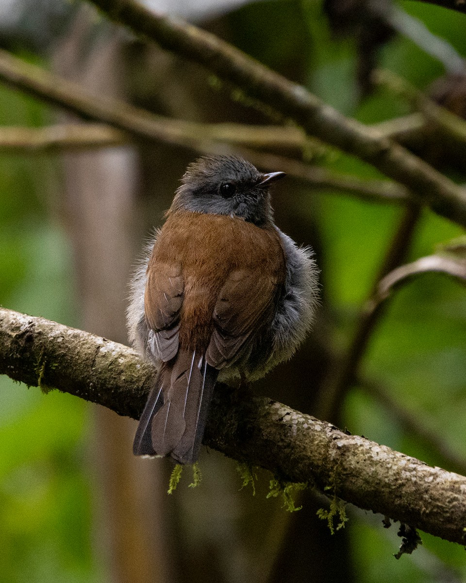 Andean Solitaire - ML646098779