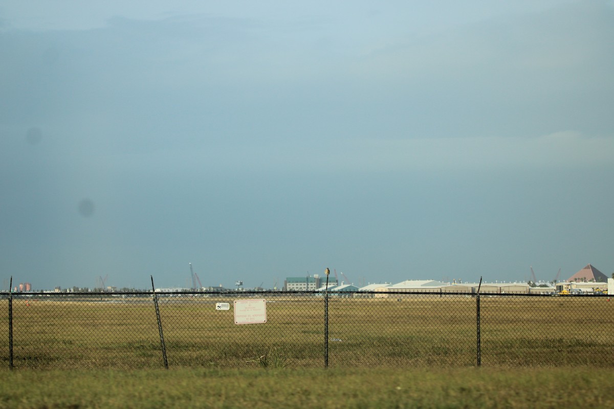 Merlin - ML646098780