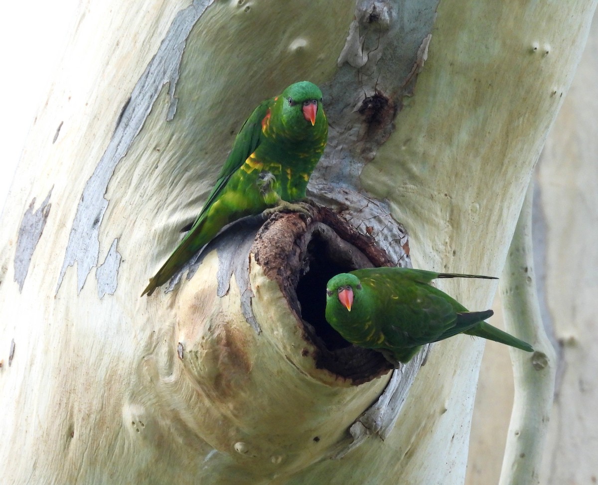 Scaly-breasted Lorikeet - ML646098785