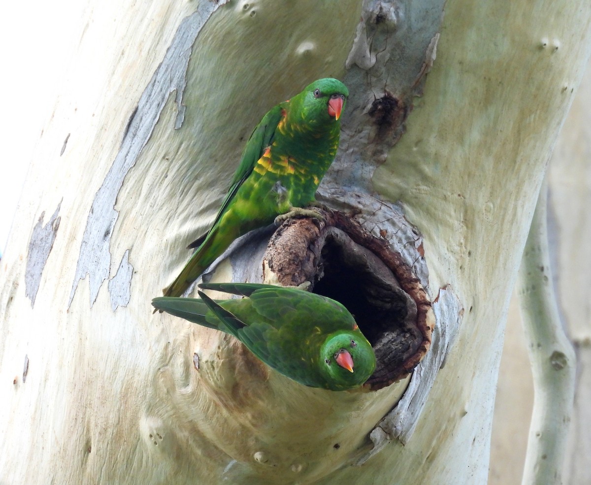 Scaly-breasted Lorikeet - ML646098788
