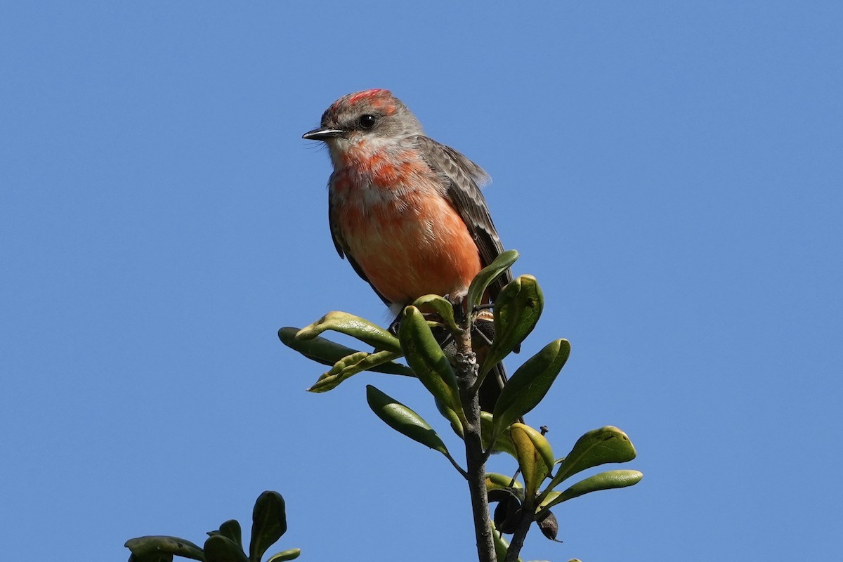 Vermilion Flycatcher - ML646098790