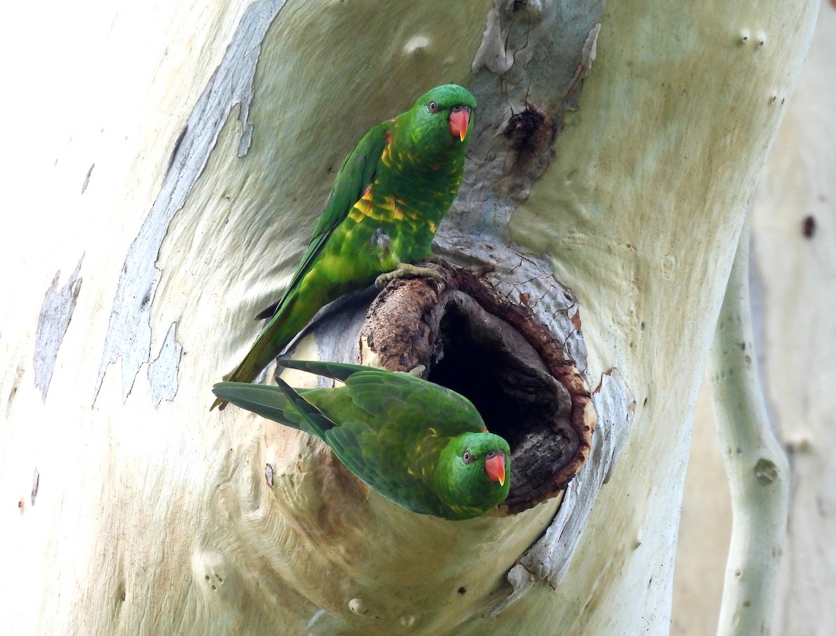 Scaly-breasted Lorikeet - ML646098791